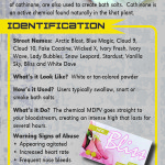 Bath Salts Rack Cd-PRESS Front