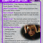 Mushrooms Rack Cd Front